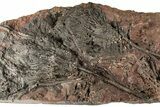 Silurian Fossil Crinoid (Scyphocrinites) Plate - Morocco #189916-2